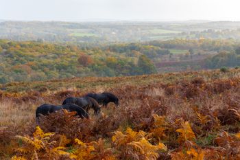 Ashdown Forest — photo 1