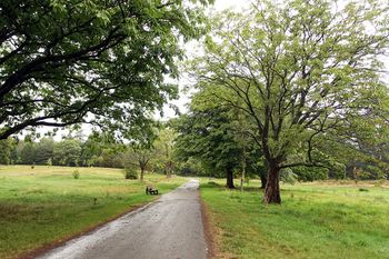 Singleton Park — photo 1