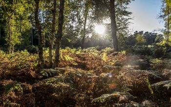 Thetford Forest — photo 1