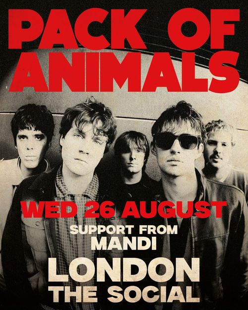 PACK OF ANIMALS Mandi at The Social on 26 August 2026 gig poster
